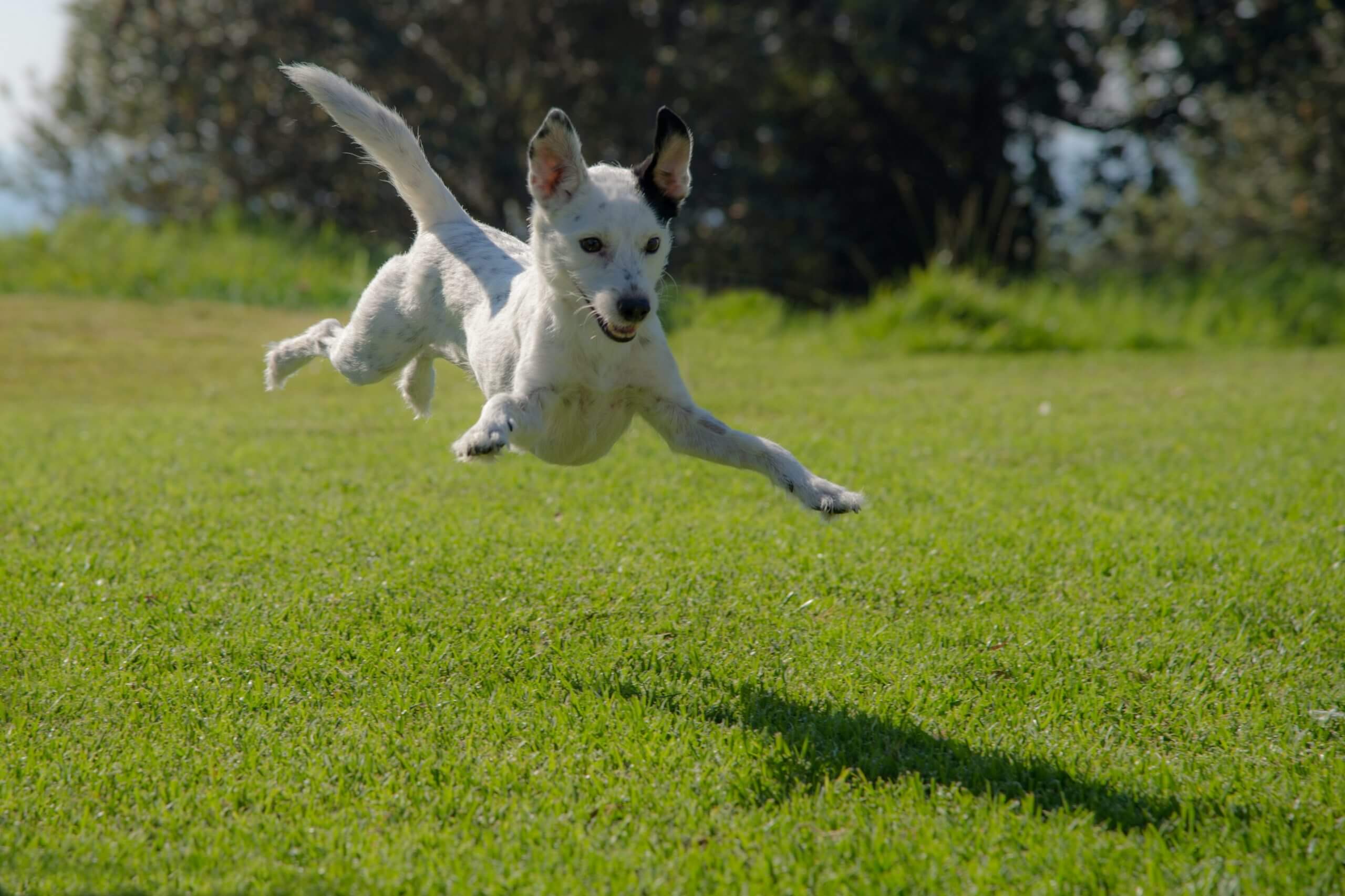 Ron Fung Dog Jumping