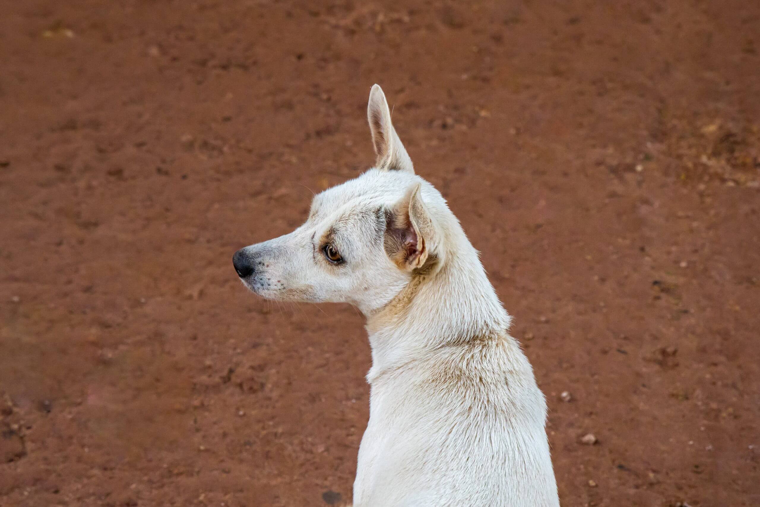 Dog on Dirt